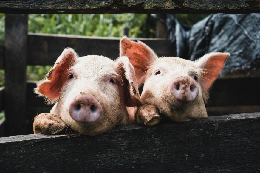 Did Lukashenko save Belarus’ pig farming industry? Belstat's figures challenge BelTA's narrative