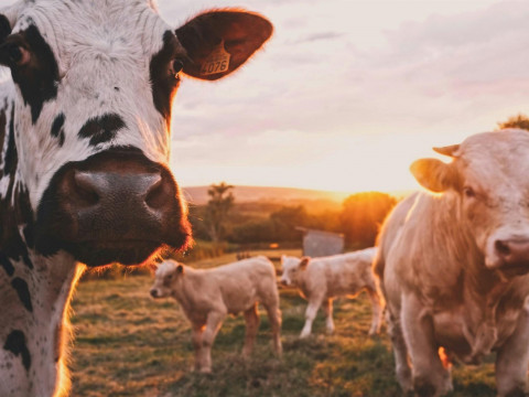 Azaronak mixed up tons and dollars and overstated the profitability of Belarusian agriculture