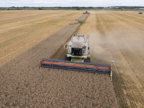 “Turned out to be a lie.” A state media expert compared the wheat harvest in Lithuania to the total grain harvest in Belarus