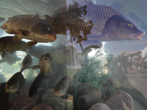 Rosļikovs used fish, which had never been subject to sanctions, as an example to argue that the sanctions had failed