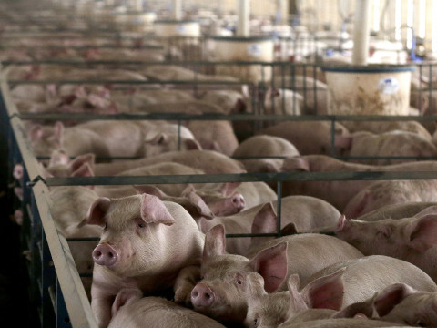 Swine fever, not bioweapons: What U.S. intelligence documents actually confirm